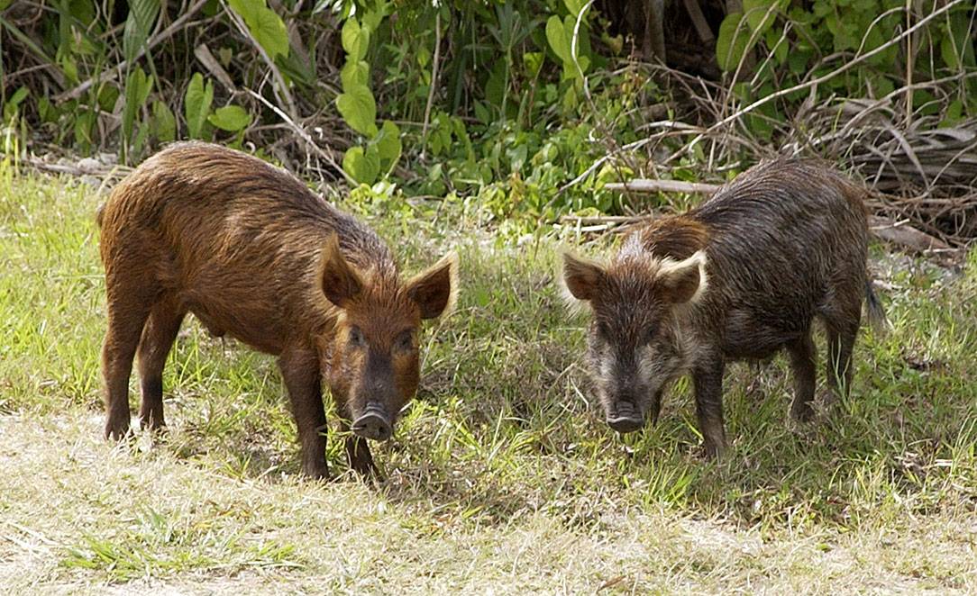 photo of feral pigs
