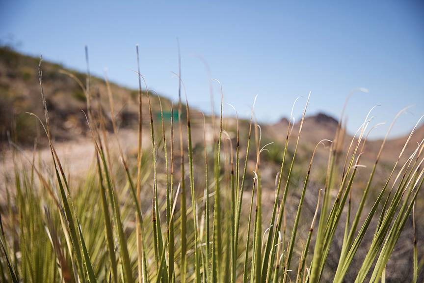 Entrance to christmas mountains behind plant