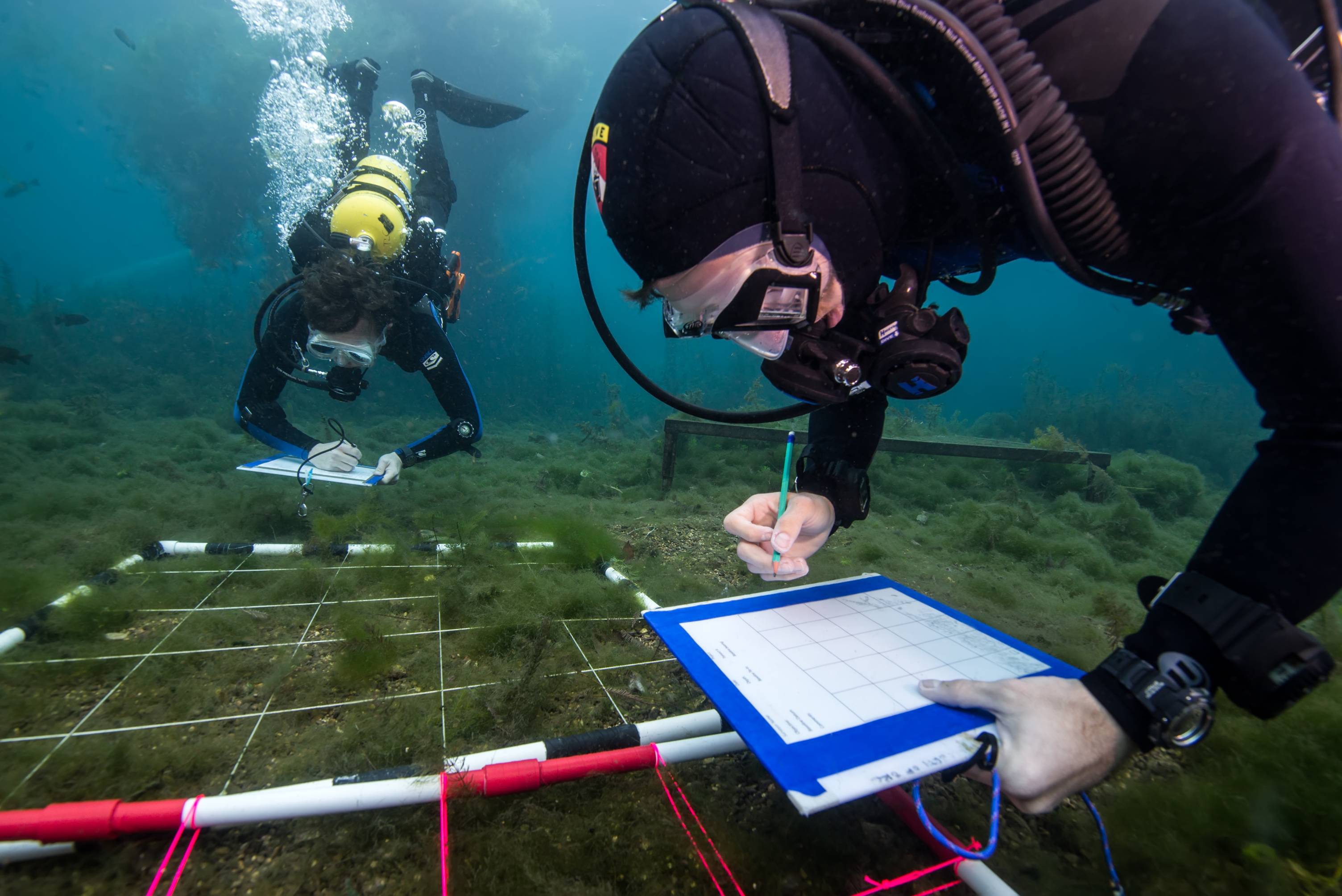 Diver conductiong research underwater