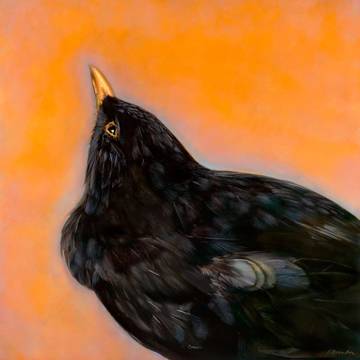 Eurasian Blackbird by Kate Breakey