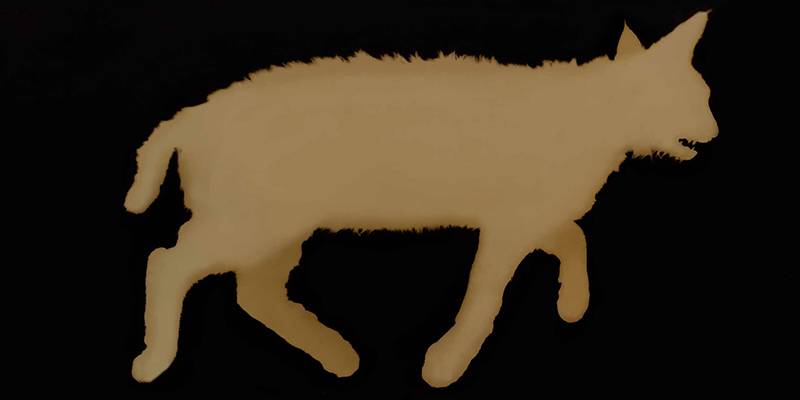 Bobcat (Felis rufus) by Kate Breakey, photogram