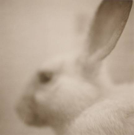 Photograph: Feeder Rabbit - $14.00 © 1998, by Jayne Hinds Bidaut