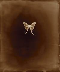 Luna Moth by Keith Carter