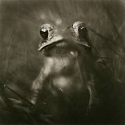Toad by David Johndrow