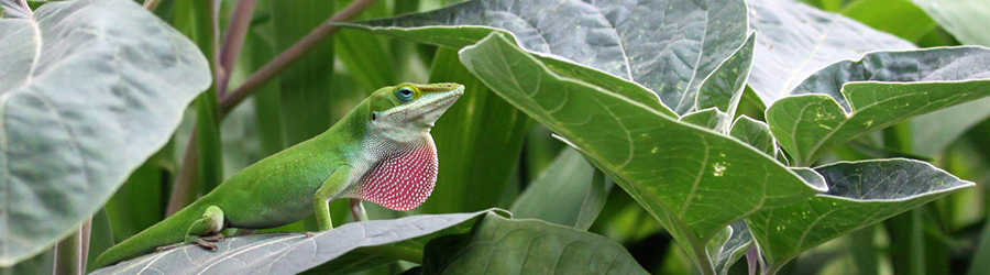 Lizard on a leaf