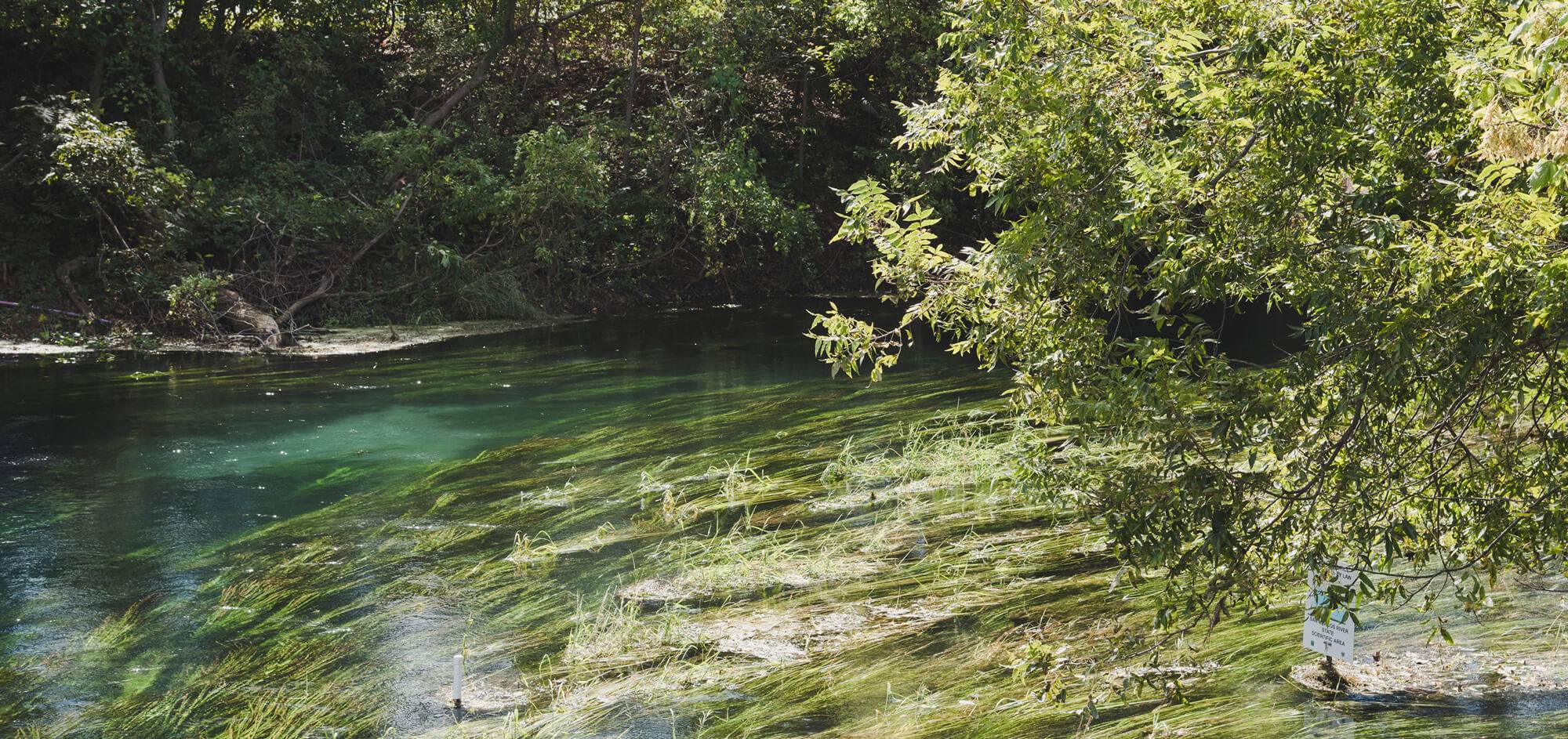photo of the San Marcos river