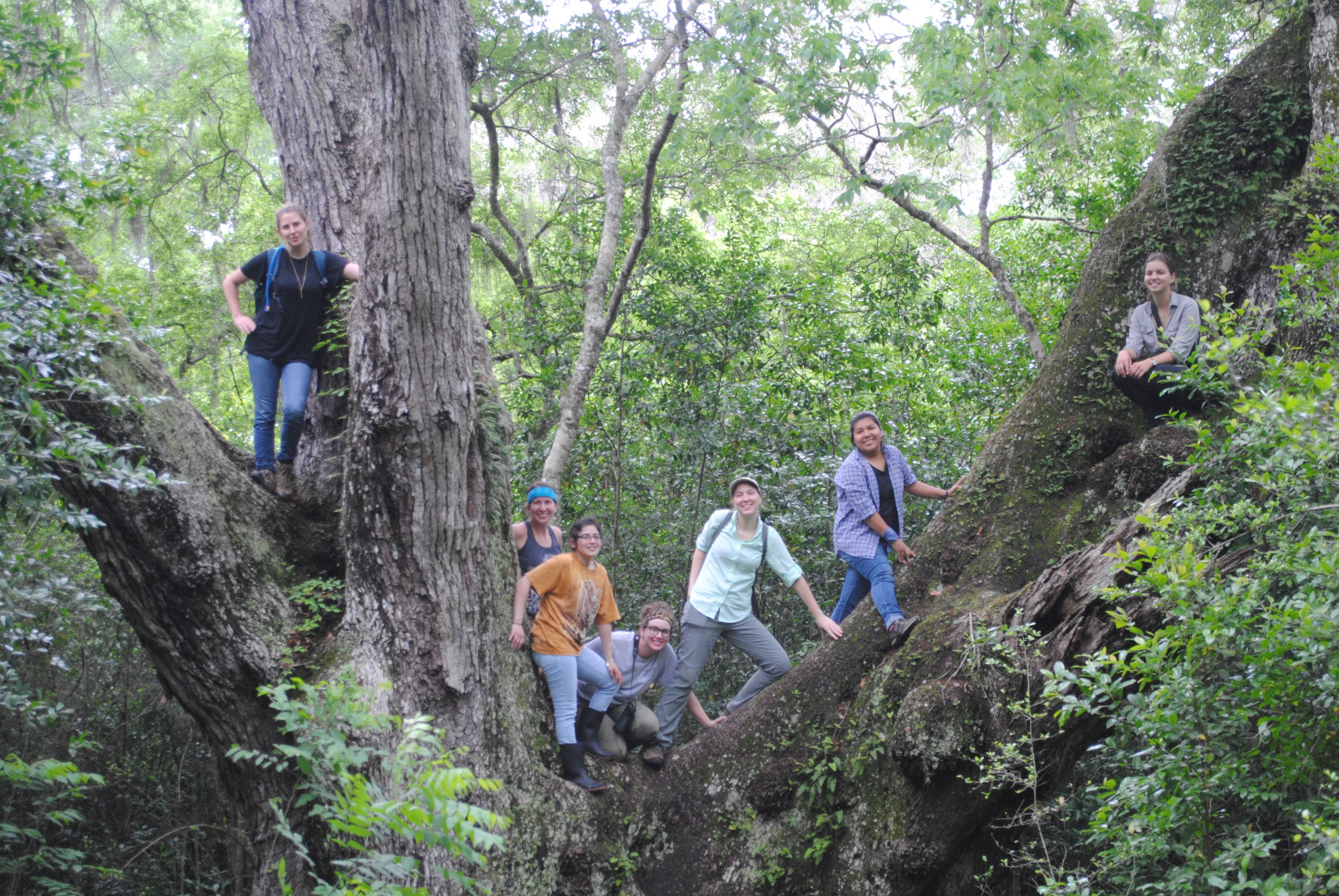 Students in tree