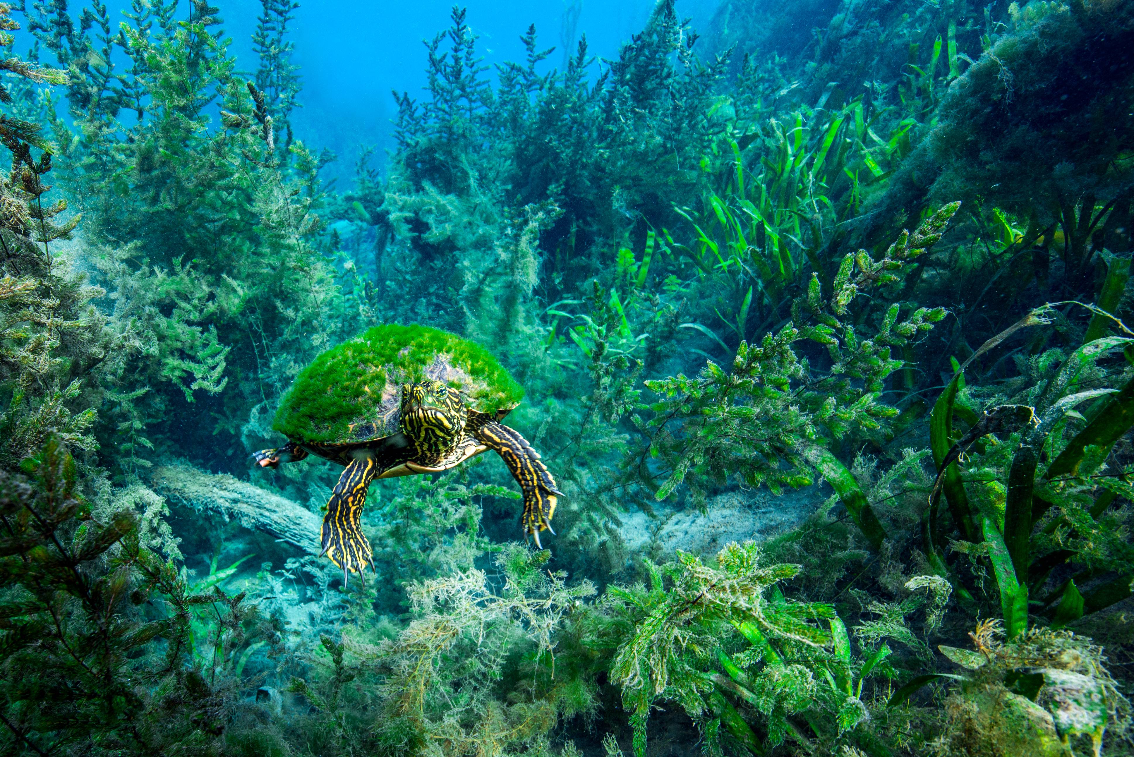 Turtle swimming underwater