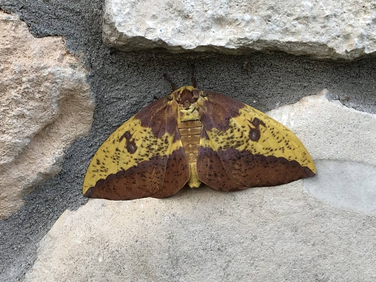 closeup view of a moth against a rock wall