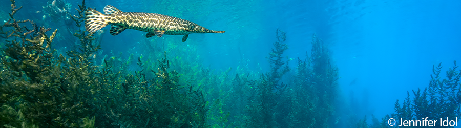 Fish underwater