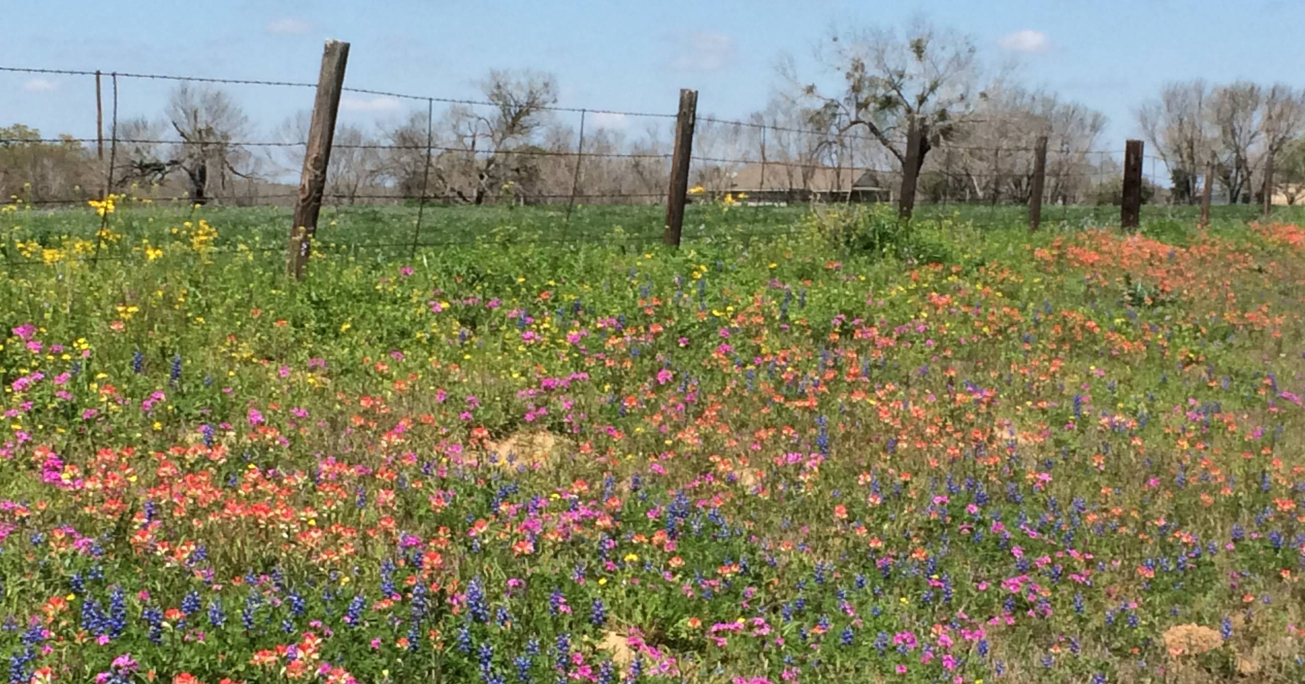 Flower garden