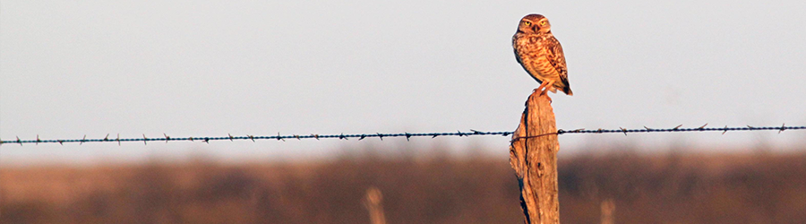 A bird on a wood pole