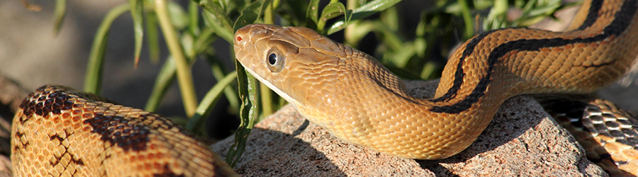 snake moving on rocks