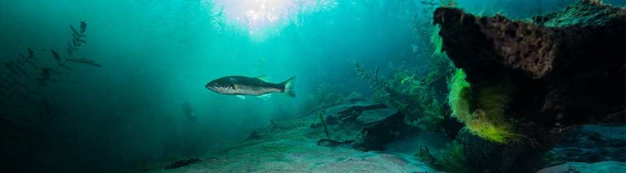 Fish swimming underwater