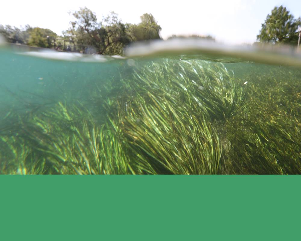 Underwater view of Wild Rice with stripe of soft green color