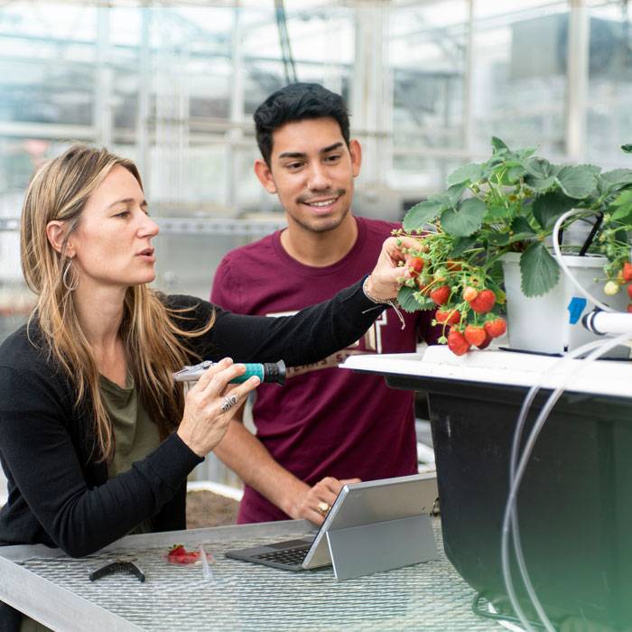 A student learns about growing strawberries