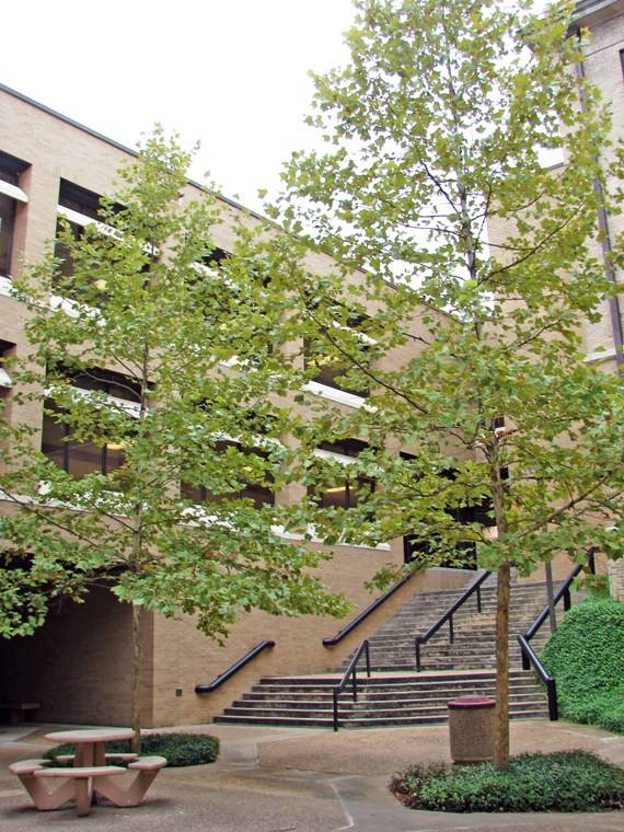 Photo of the courtyard between the Chemistry Building and Centennial Hall