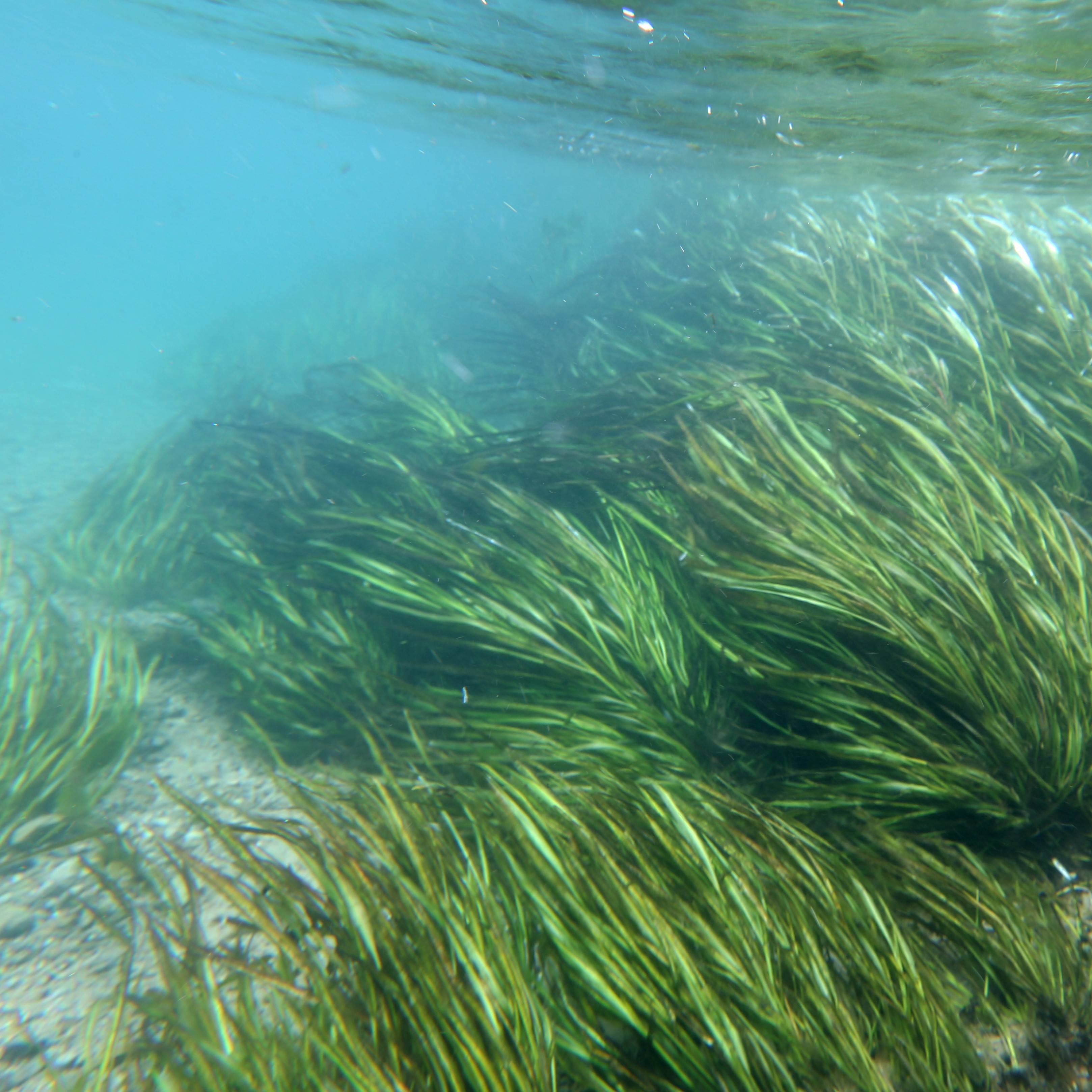 Texas Wild Rice, an endangered species of aquatic vegetation, waves around in the current at the bottom of the San Marcos River