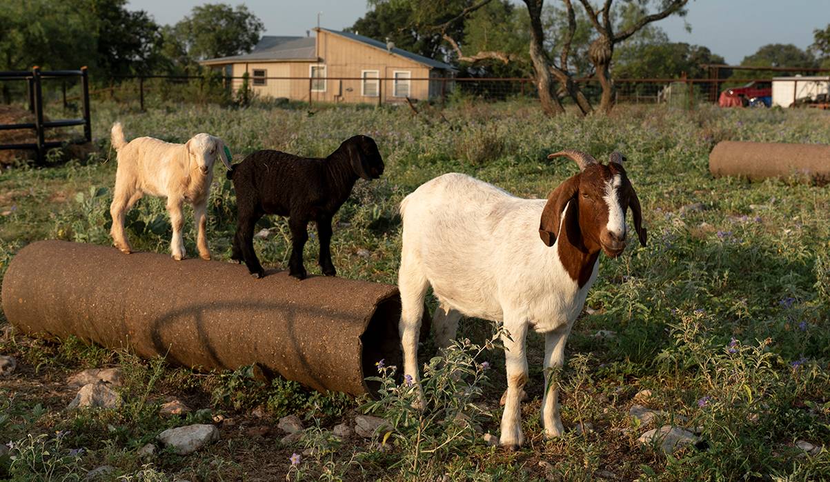 three goats standing in grassy field