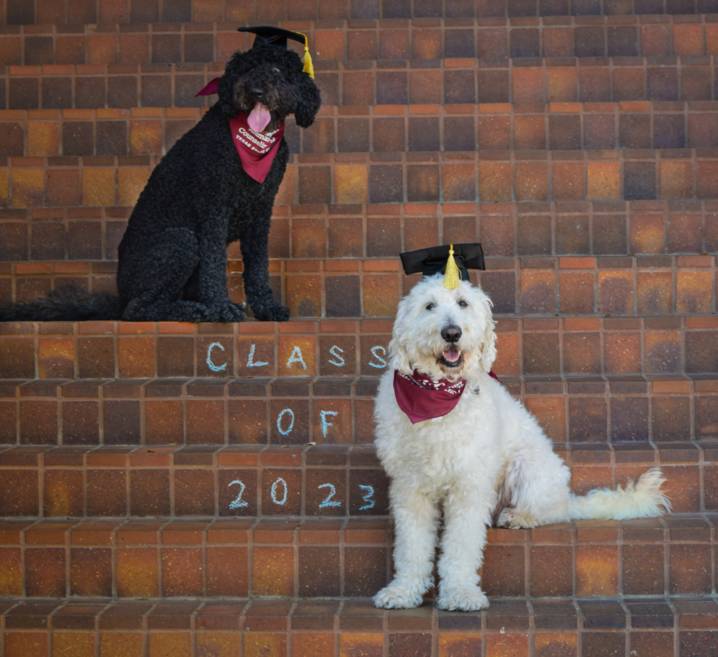 Animal Assisted Counseling Academy : Texas State University