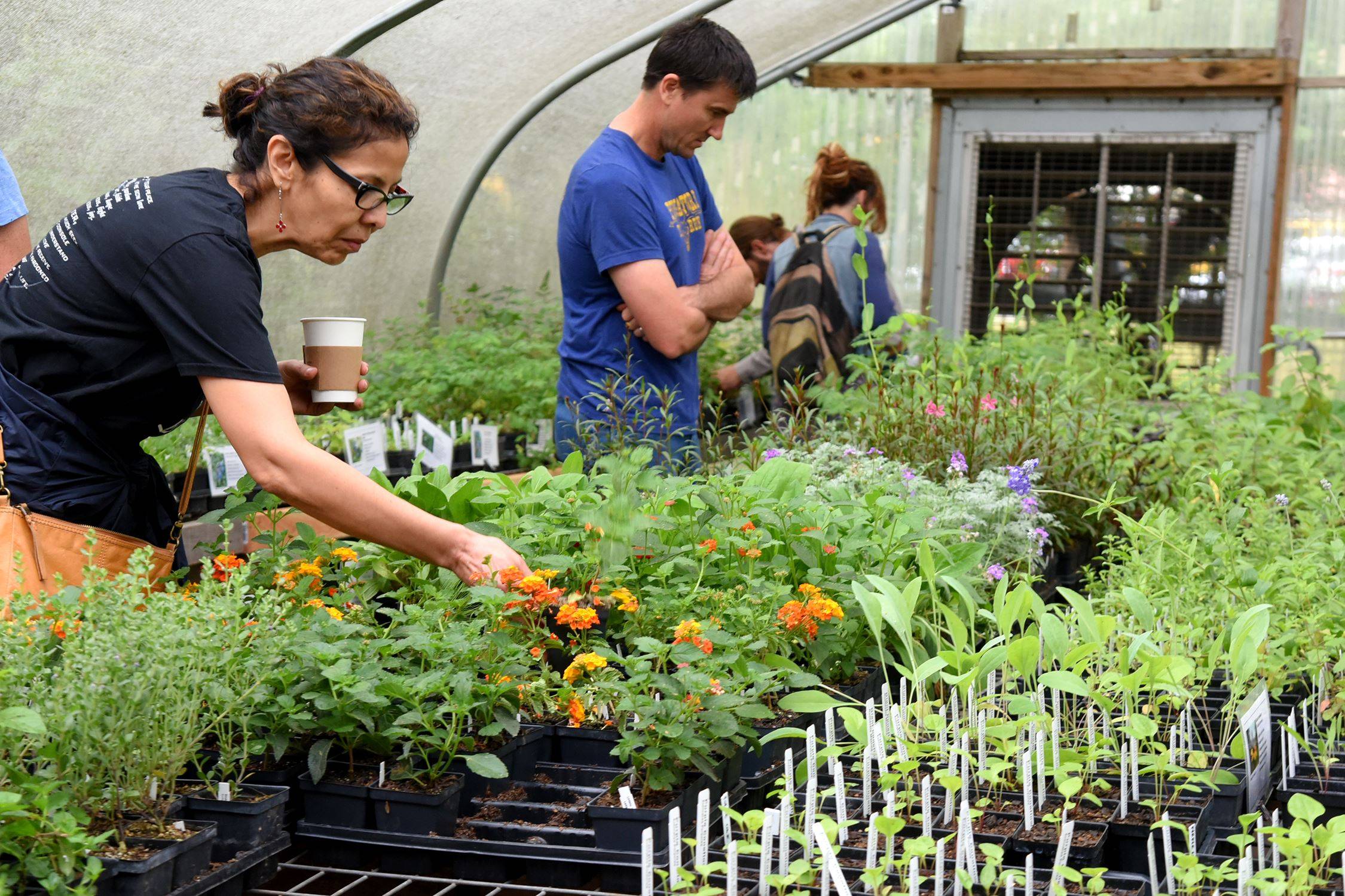 community member looking at plants at a local plant sale