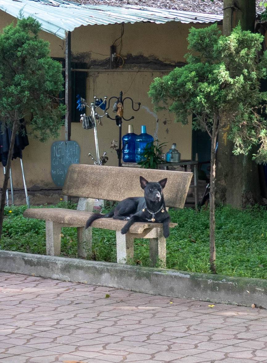 picture of black dog sitting on concrete park bench.