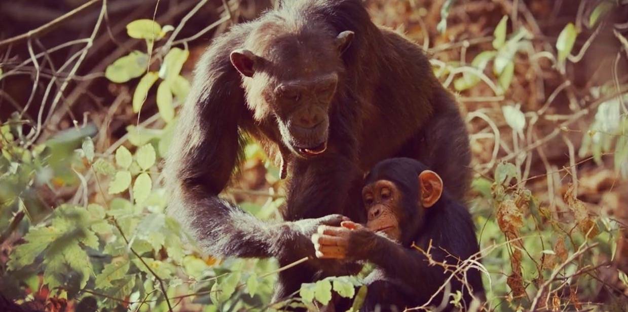 An adult chimpanzee tending to a younger chimpanzee.