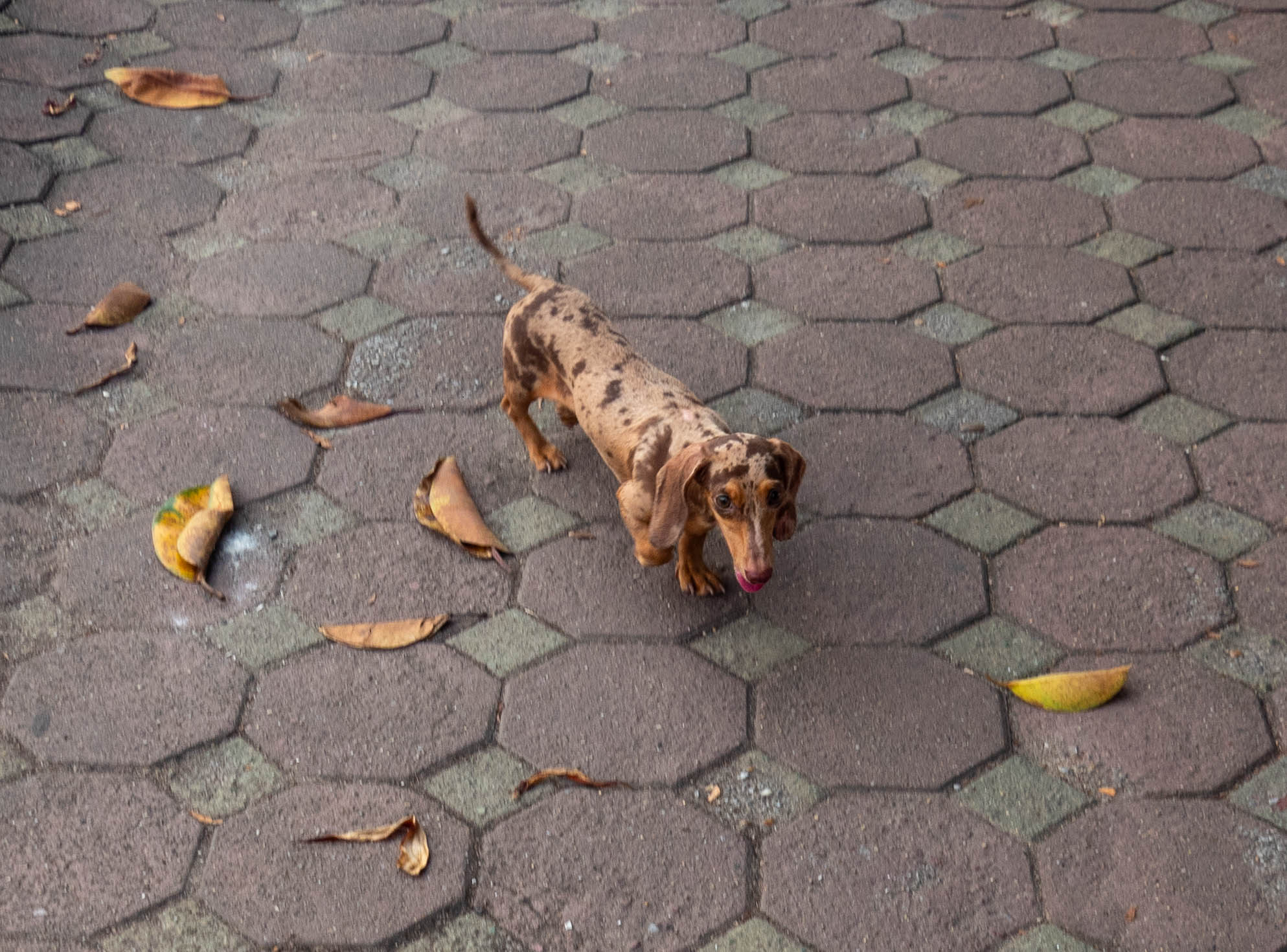 Picture of brown and tan spotted dachshund next to brown leaves.