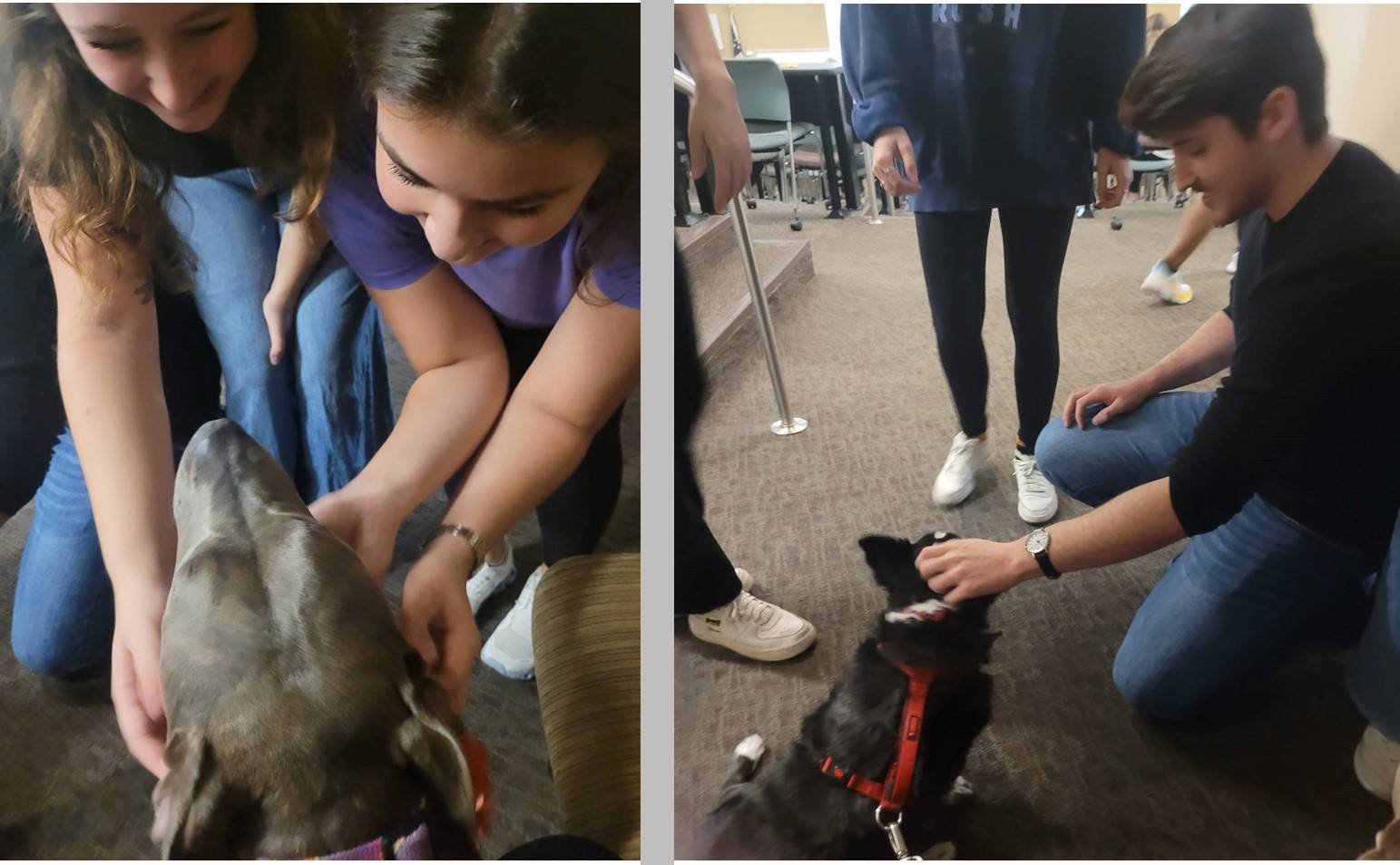 Two photos of nursing students petting support dogs