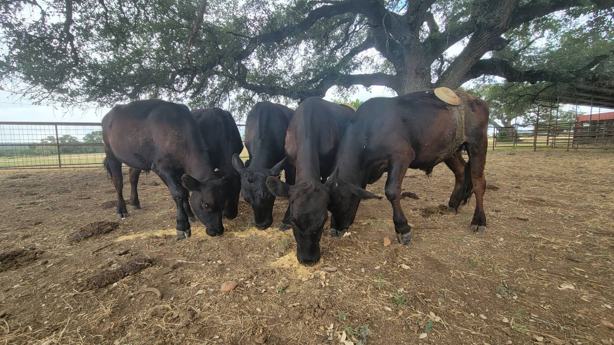 Five large black cattle graze on soy feed under a tree.