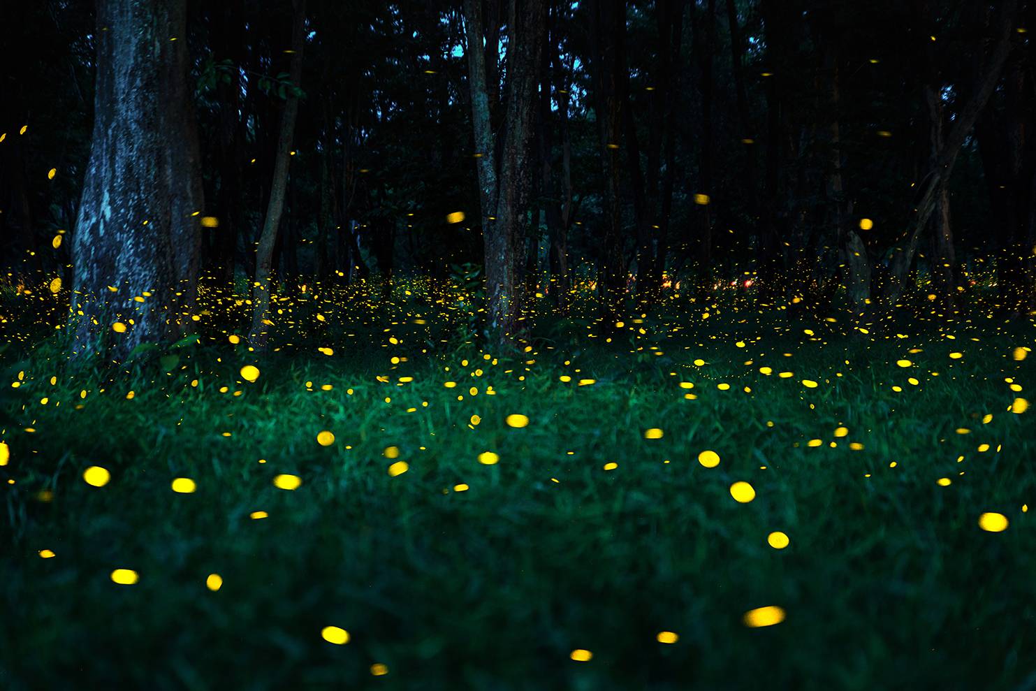 fireflies flying in forest