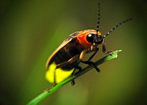 a firefly perched on a blade of grass