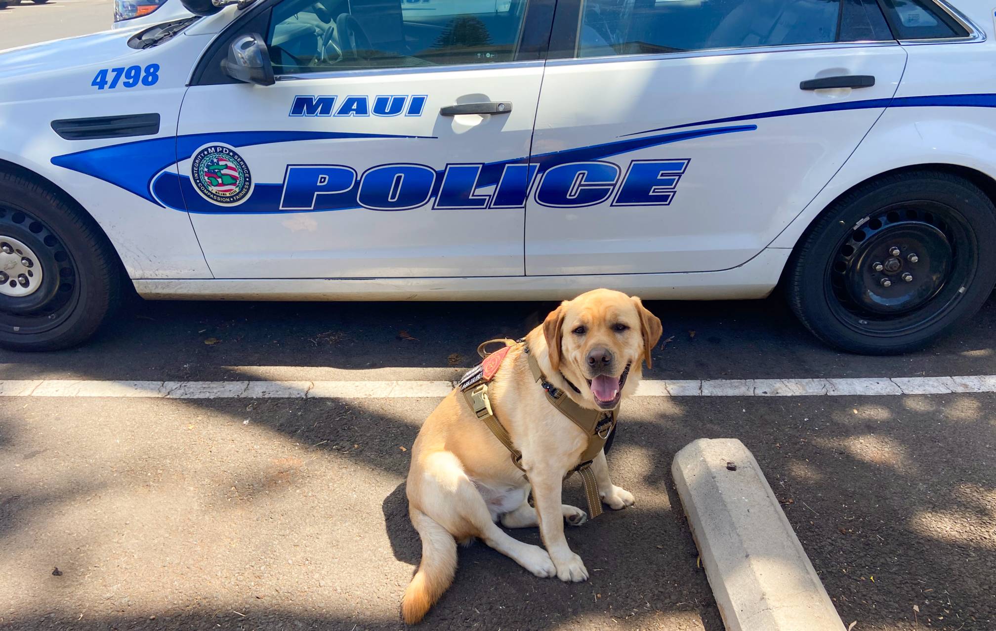 UPD police therapy dog in front of police car