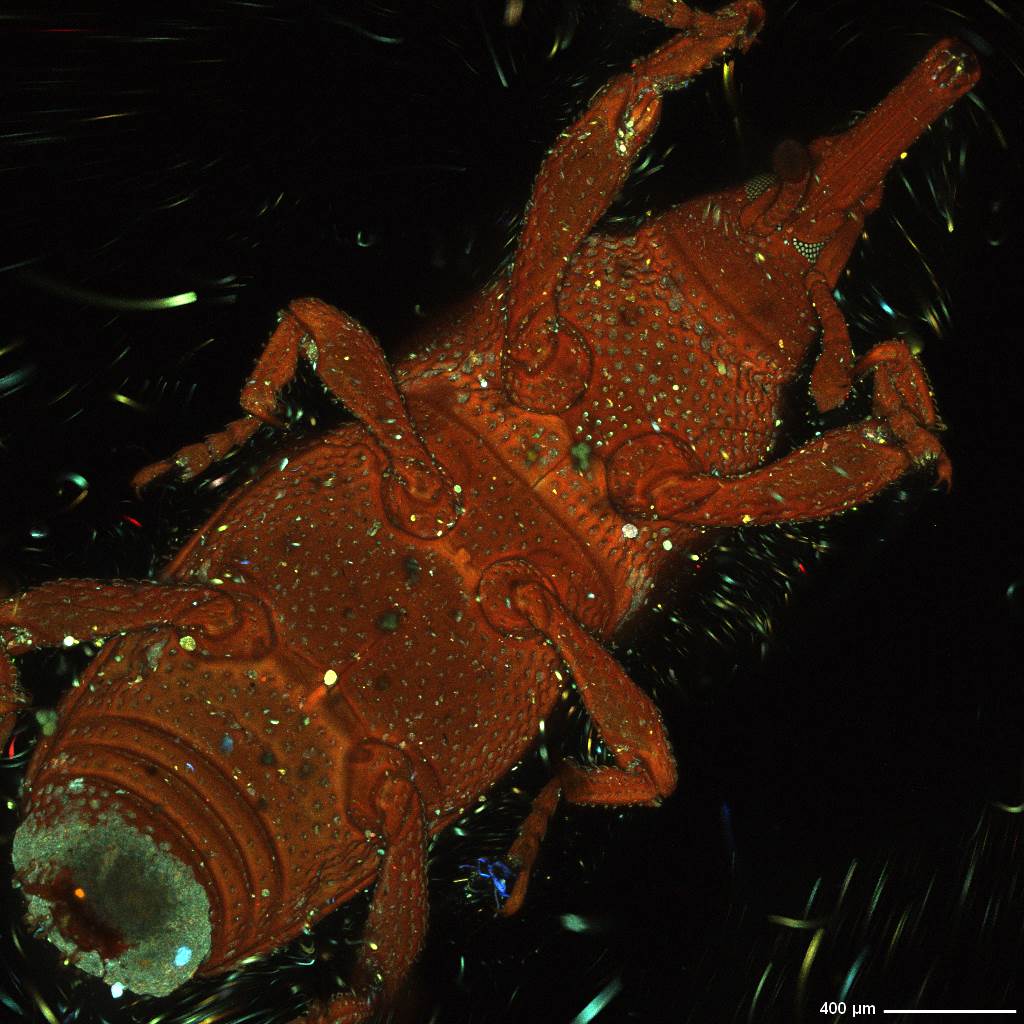 Carrion Beetle, 4x magnification, z-stacked micrograph