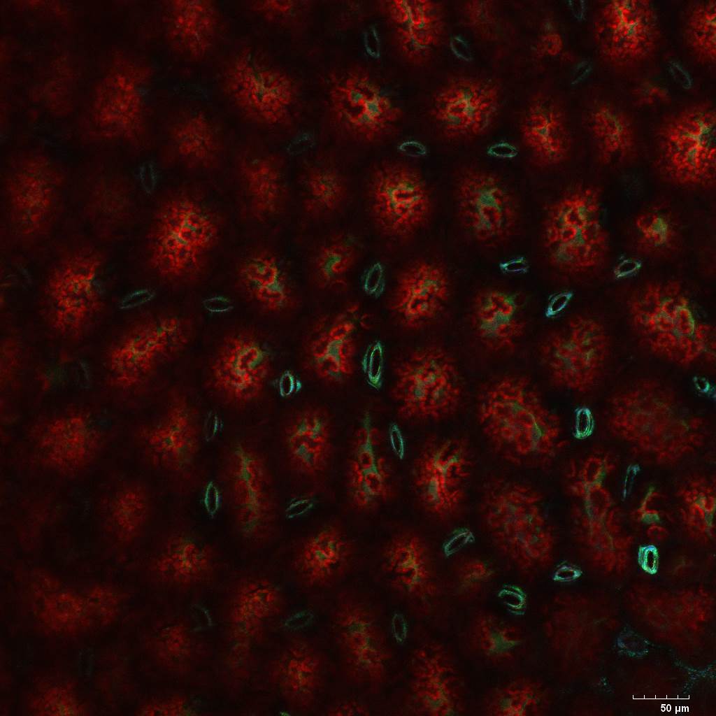 Leaf z-stacked micrograph, 20x magnification