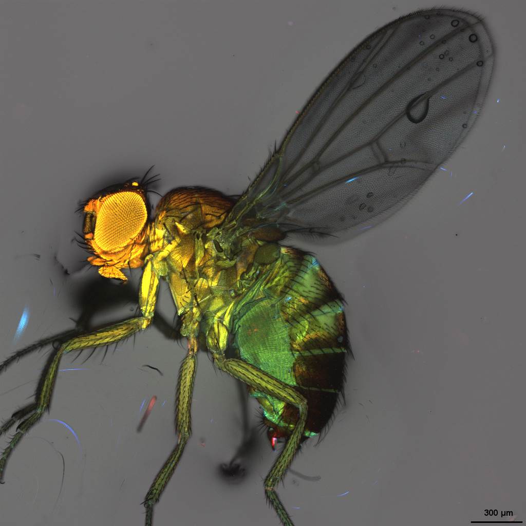 Wild type fruit fly, 4x magnification, z-stacked micrograph
