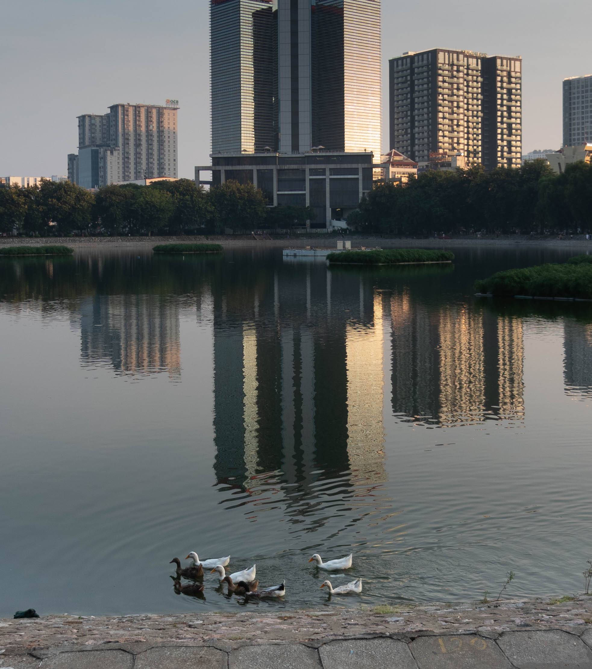 Picture of six ducks in lake under reflection of tall buildings 