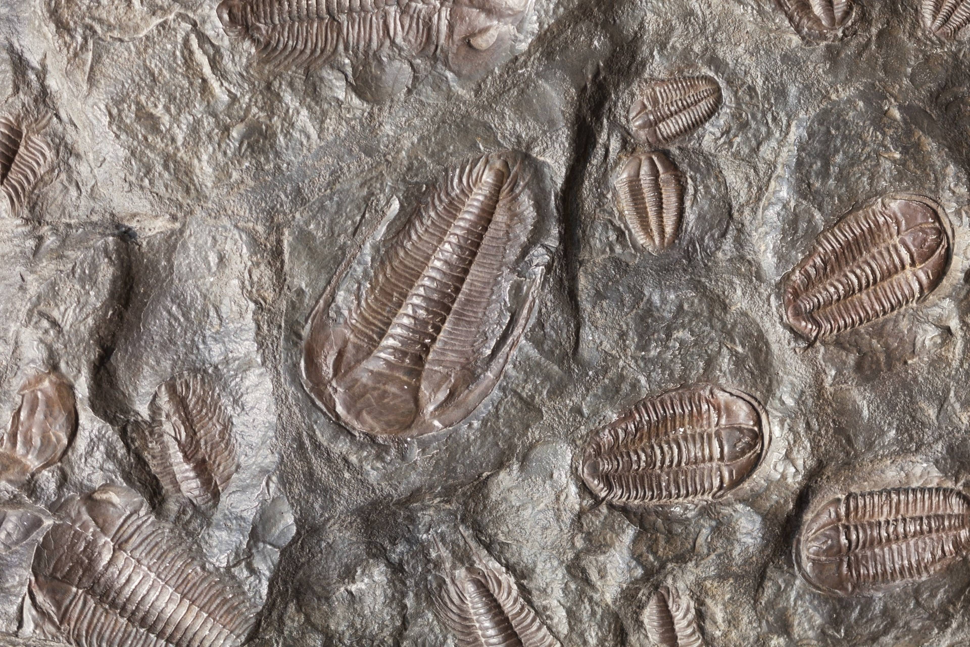 trilobite fossils