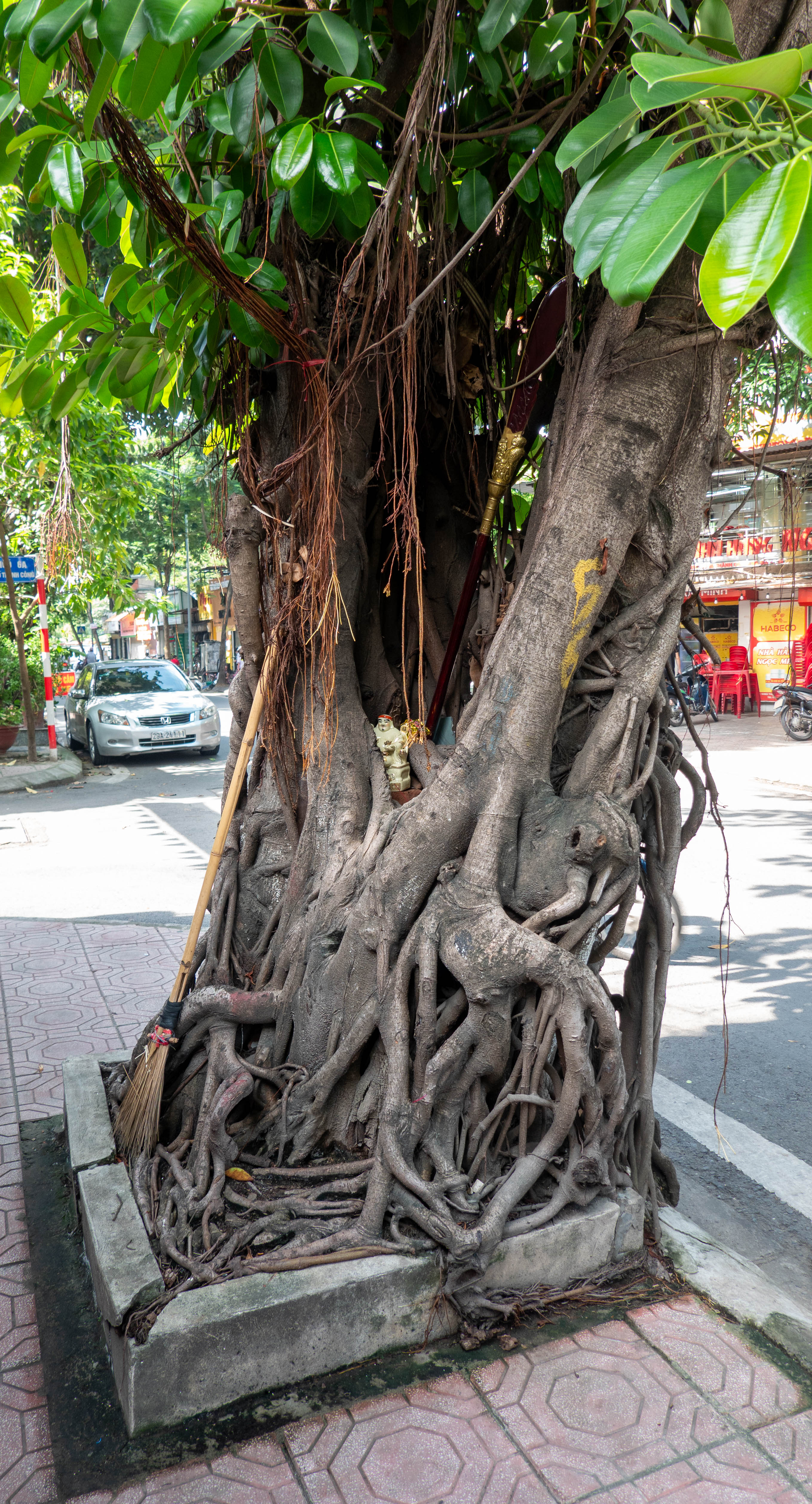 Picture of banyan tree on a sidewalk with small stature in crotch of the tree branches. There is a broom on the left side leaning against the tree.