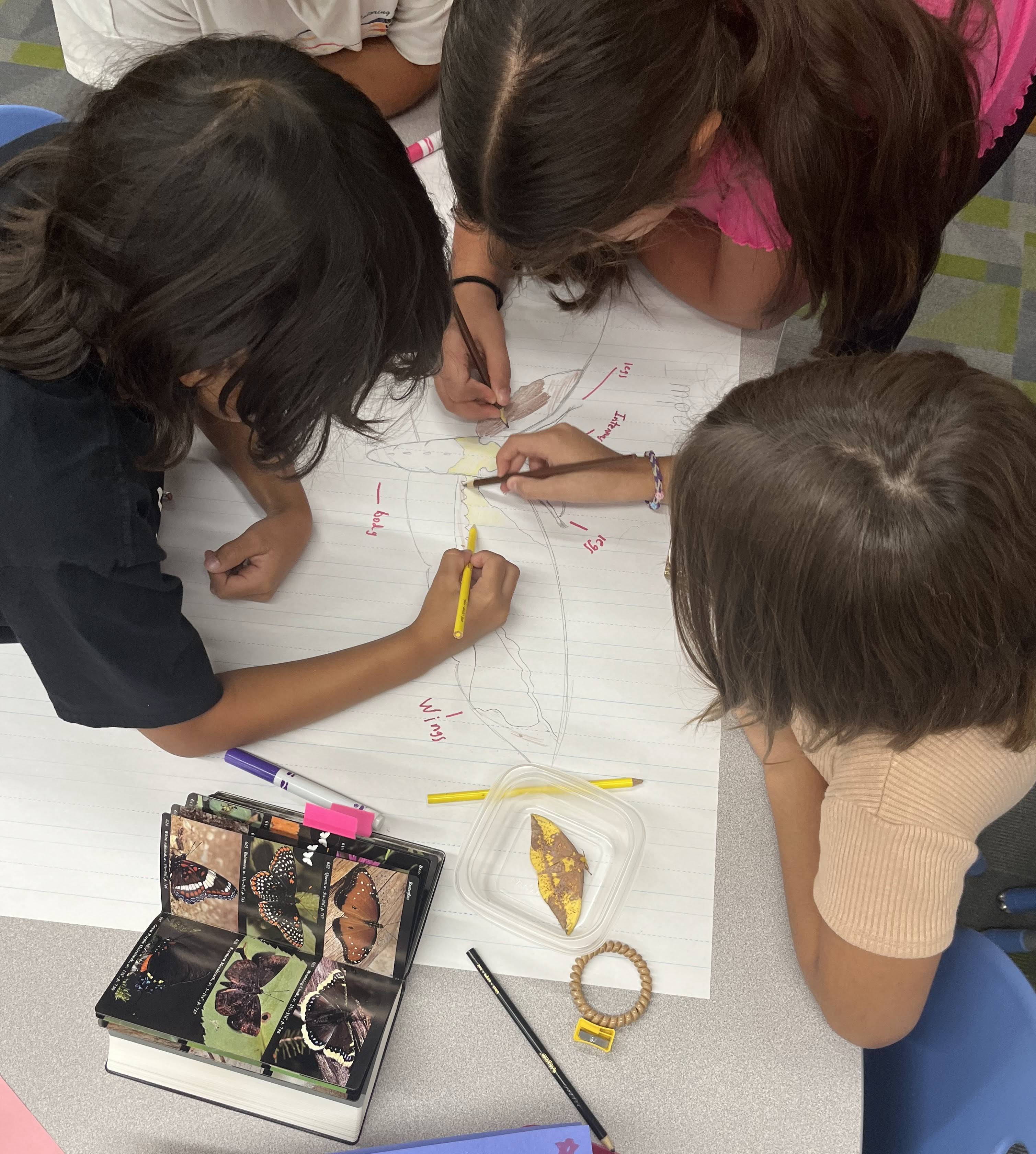Students reference an open field guide to draw an imperial moth on a poster.