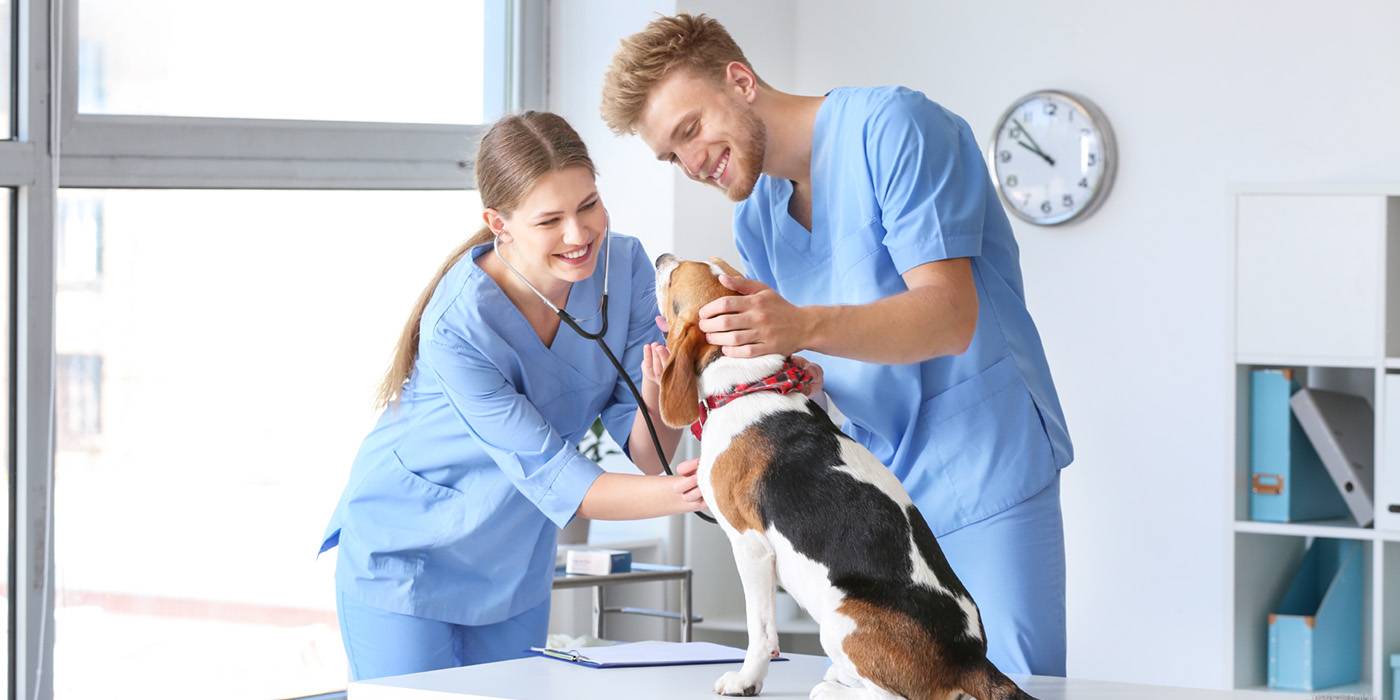 A vet assistant and a small dog on a table.