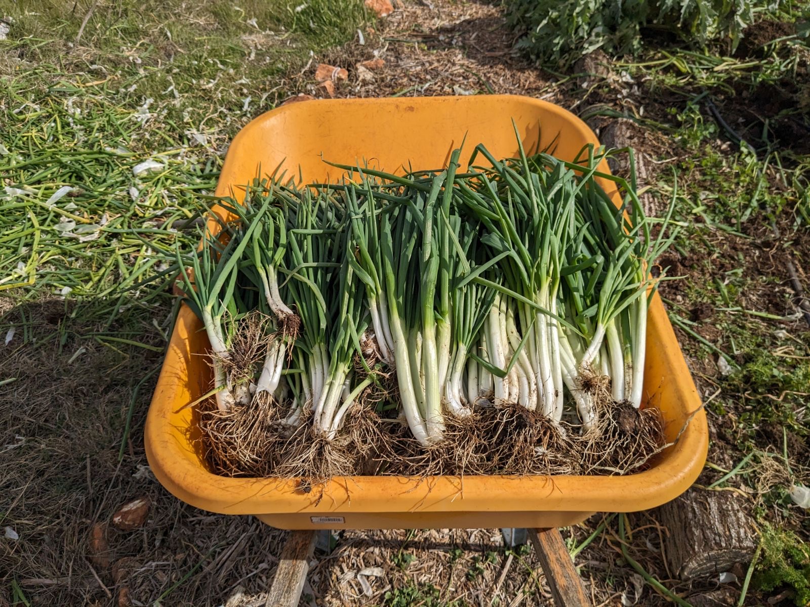 A yellow wheelbarrow filled with freshly harvested bunching green onions