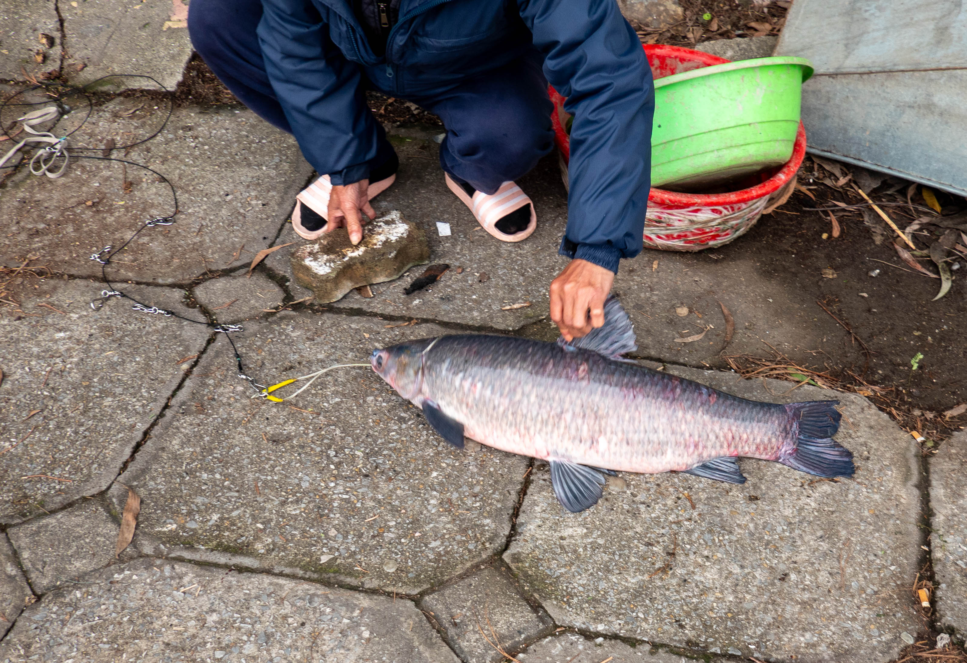 Picture of fish laying on pavement