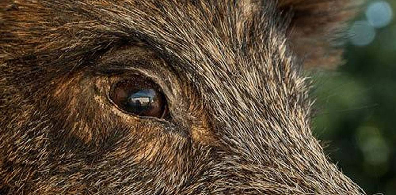 feral hog close up