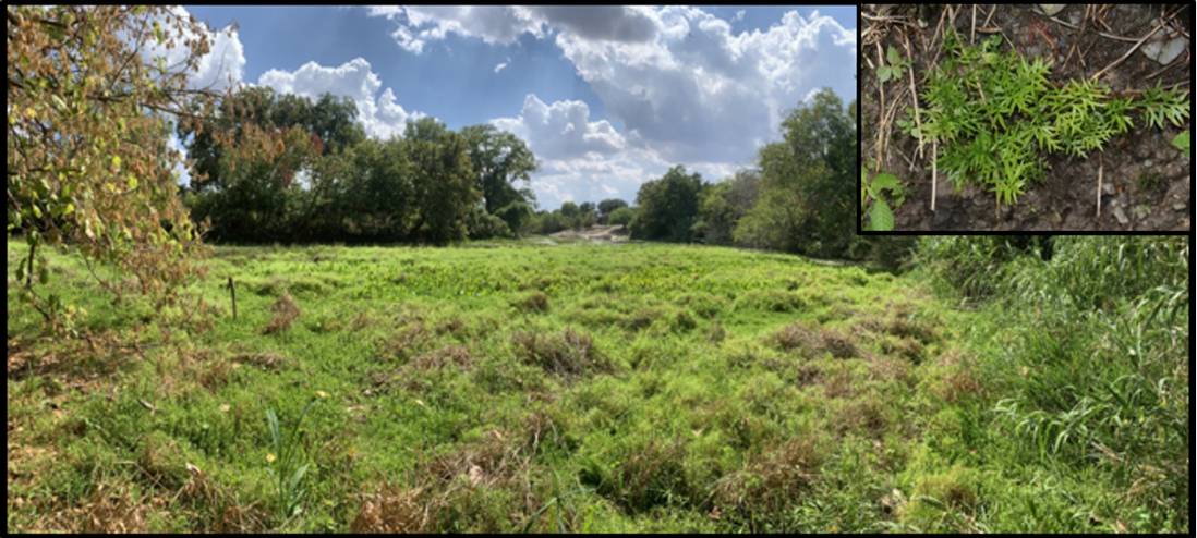 kayak to remove floating invasive plants