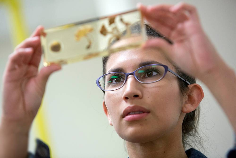 female student looking at petri dish.