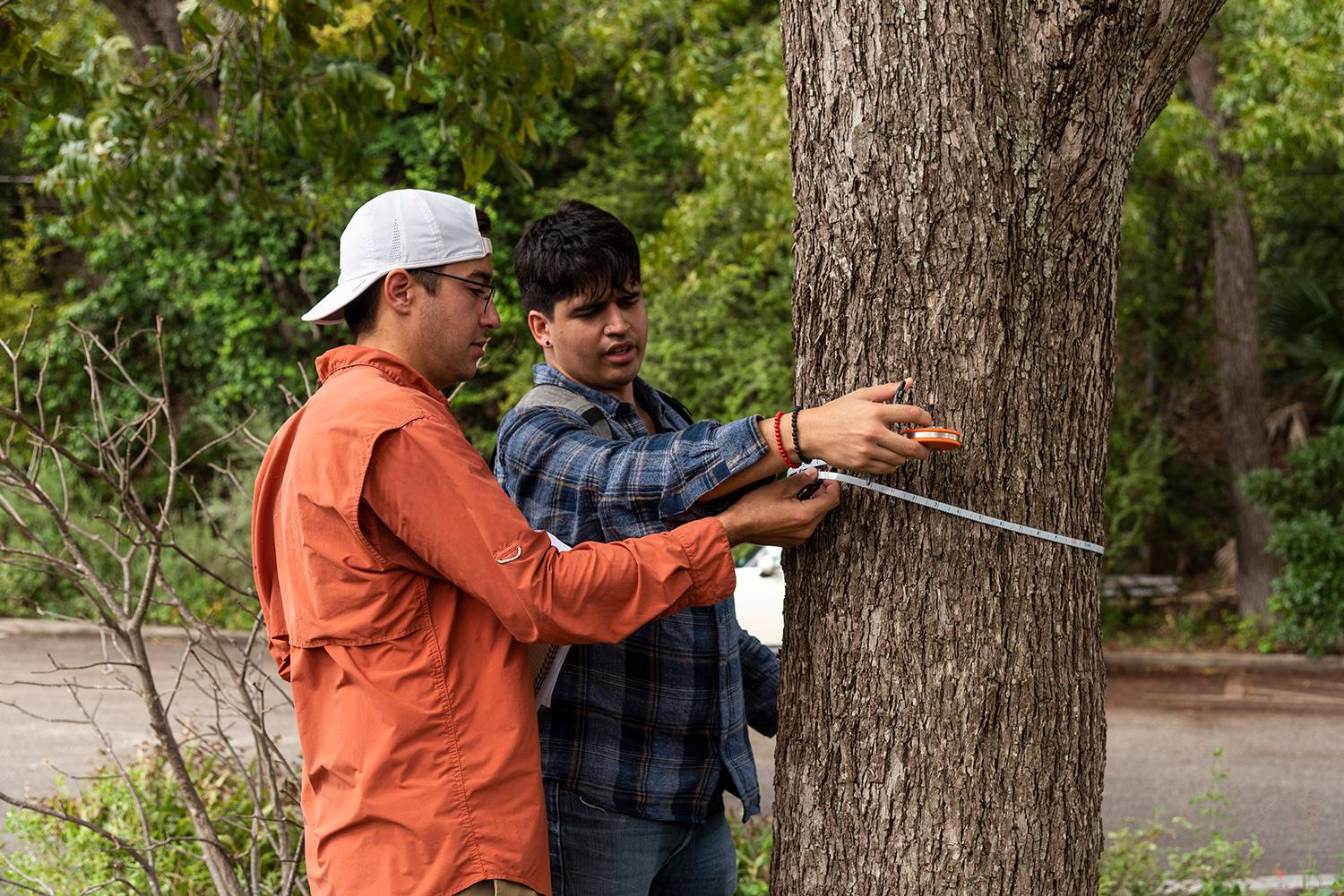 students measuring tree