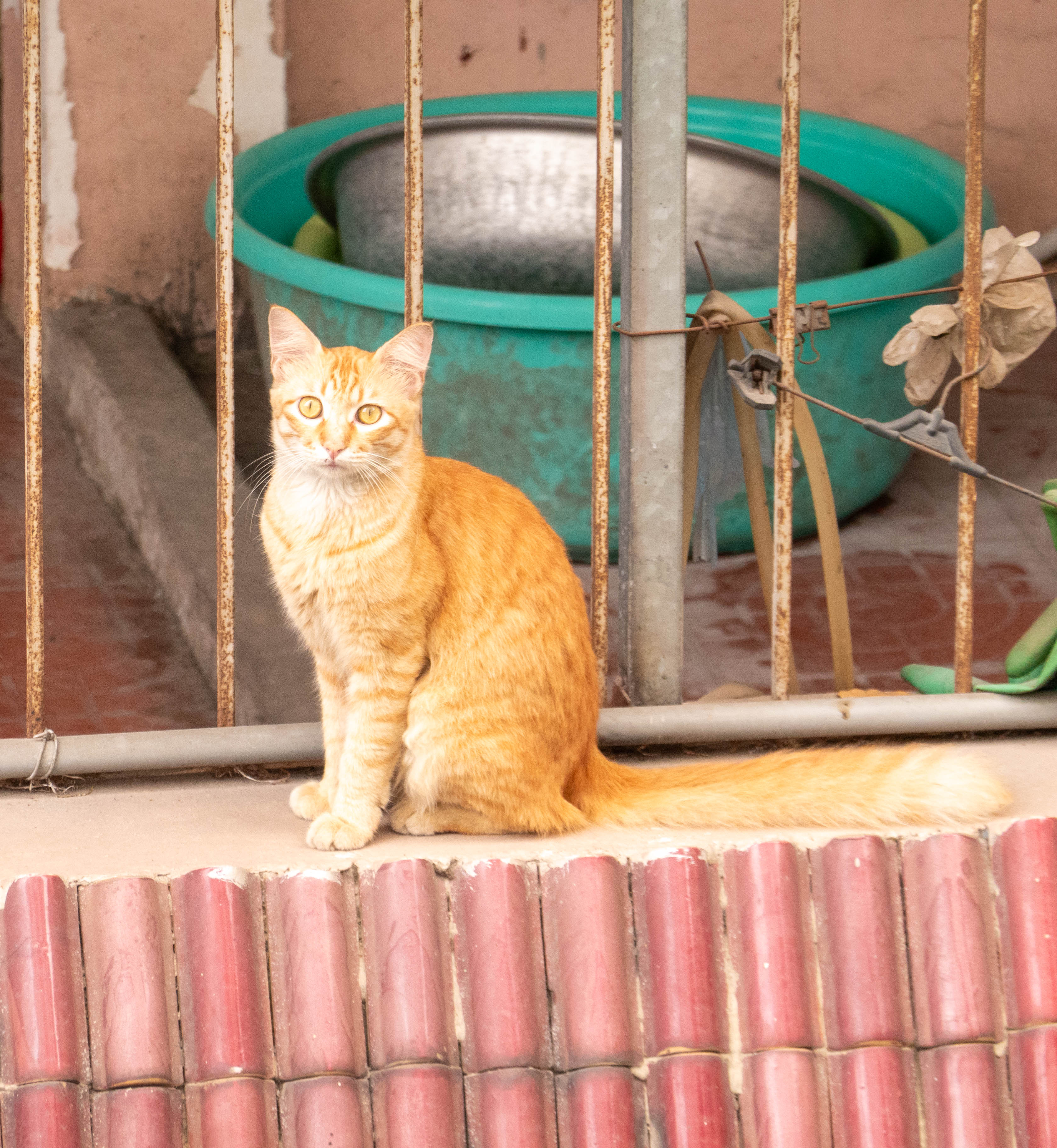 picture of orange cat 