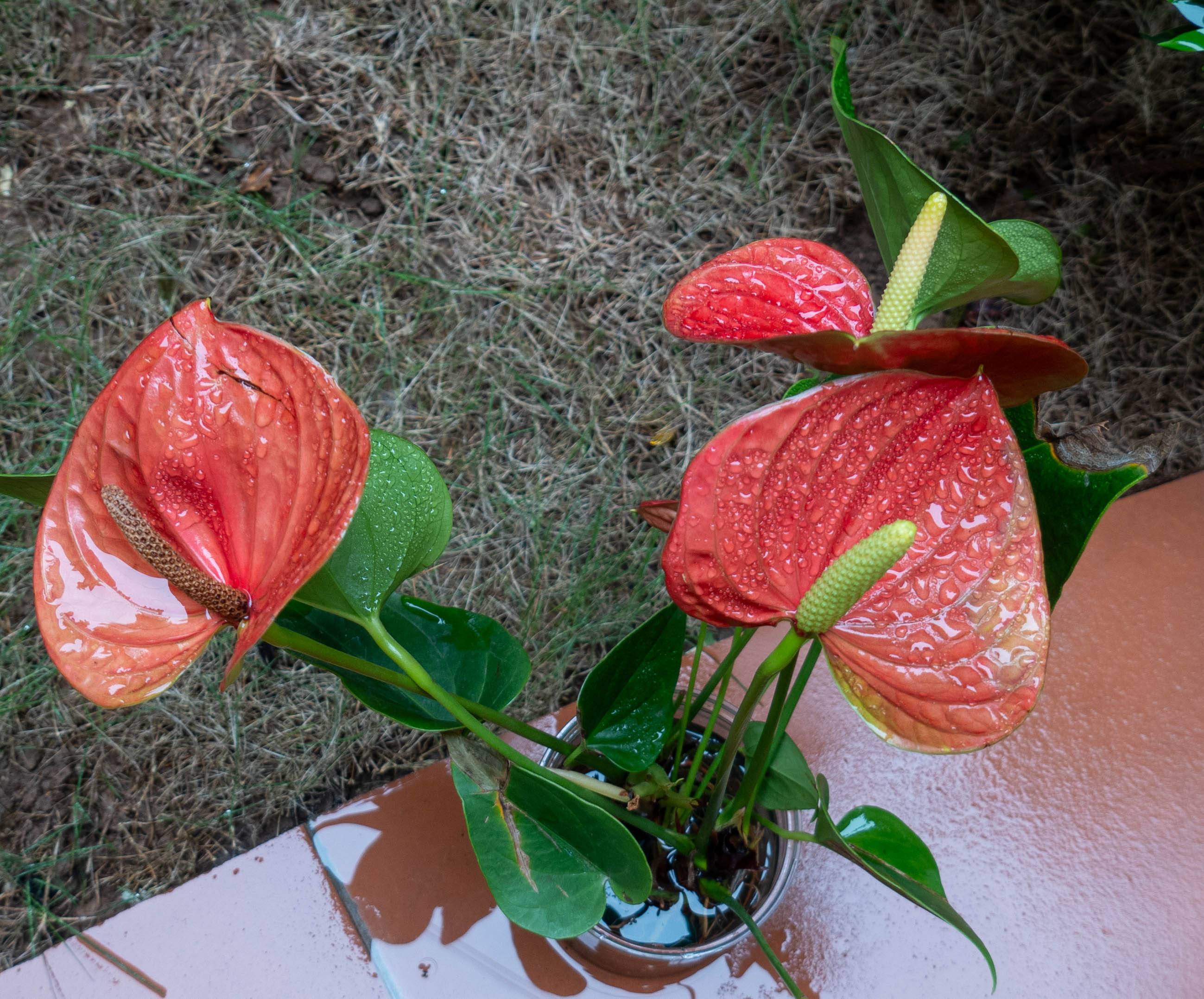 red flower in pot with raindrops on leaves