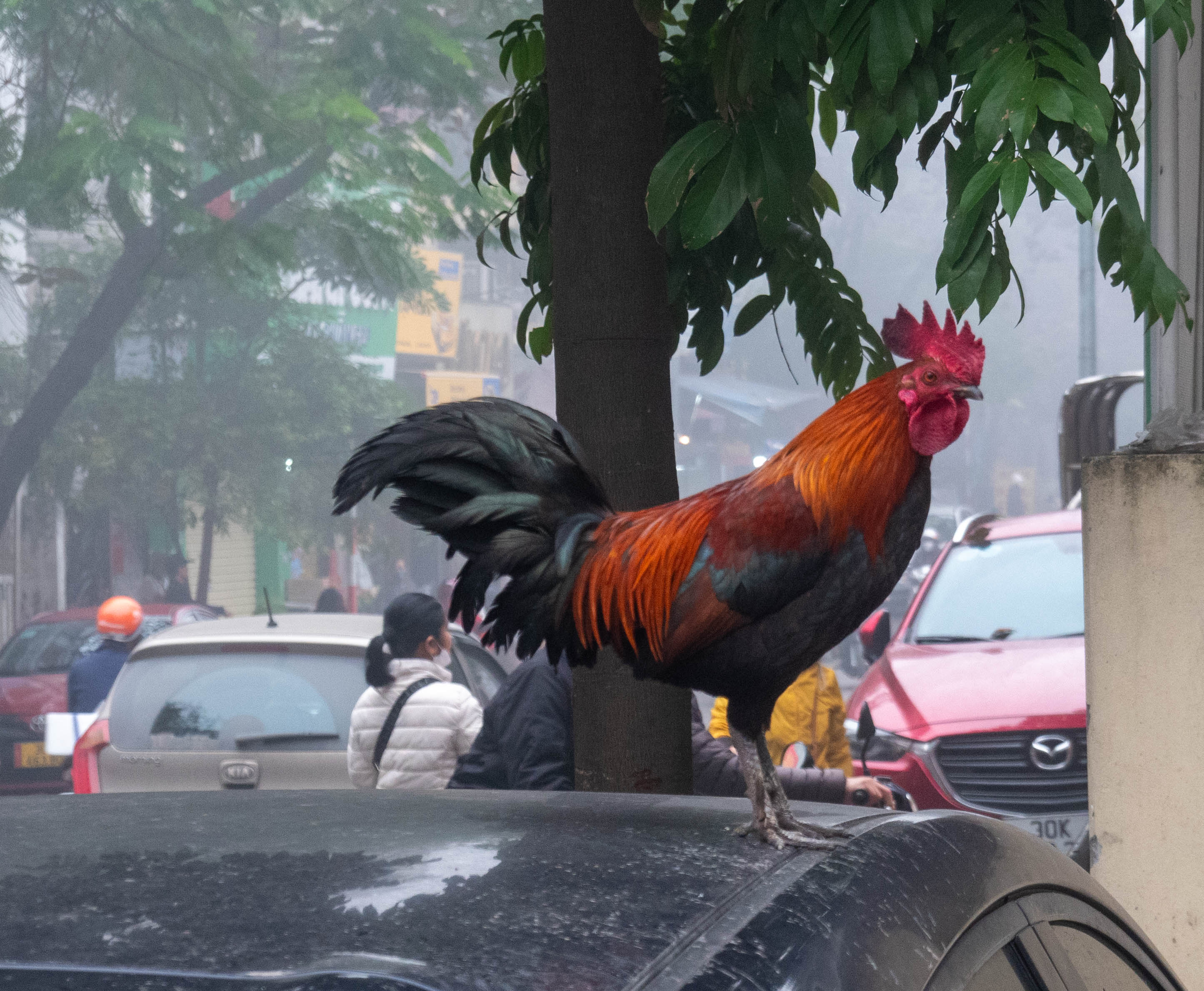 Picture of rooster on top of a car